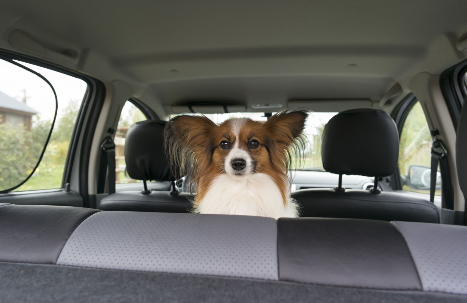 Come comportarsi se si vede un cane chiuso in auto con il caldo 