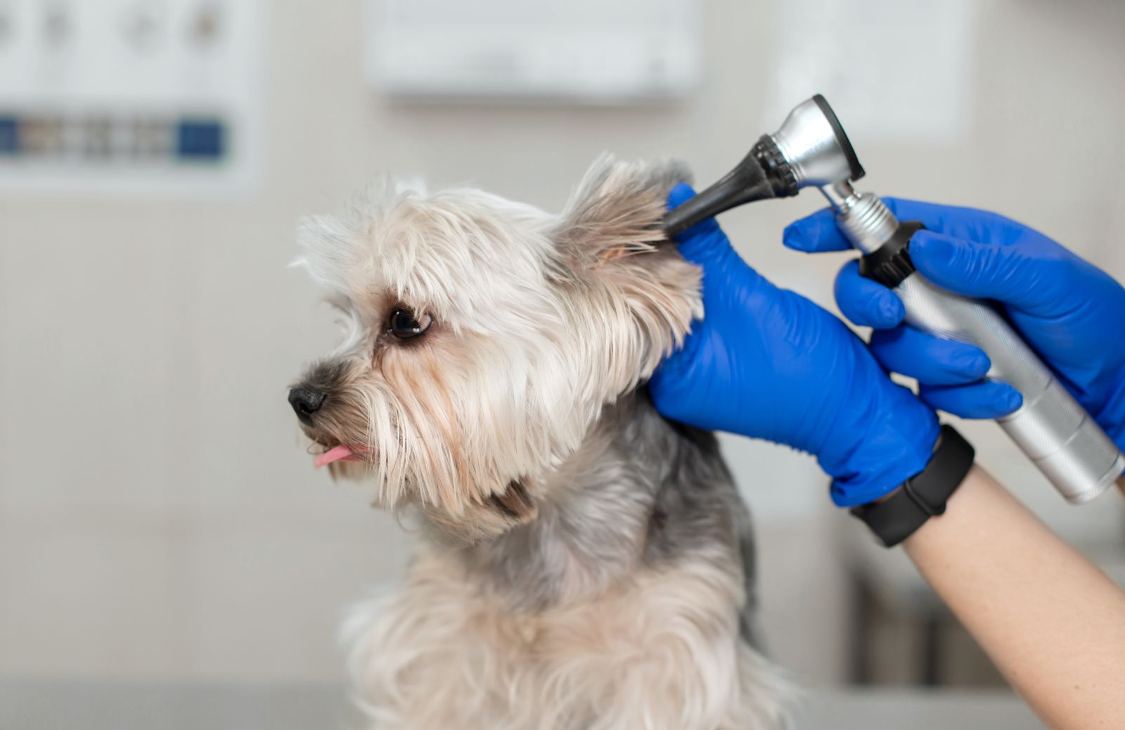 Come comunicare con un cane sordo