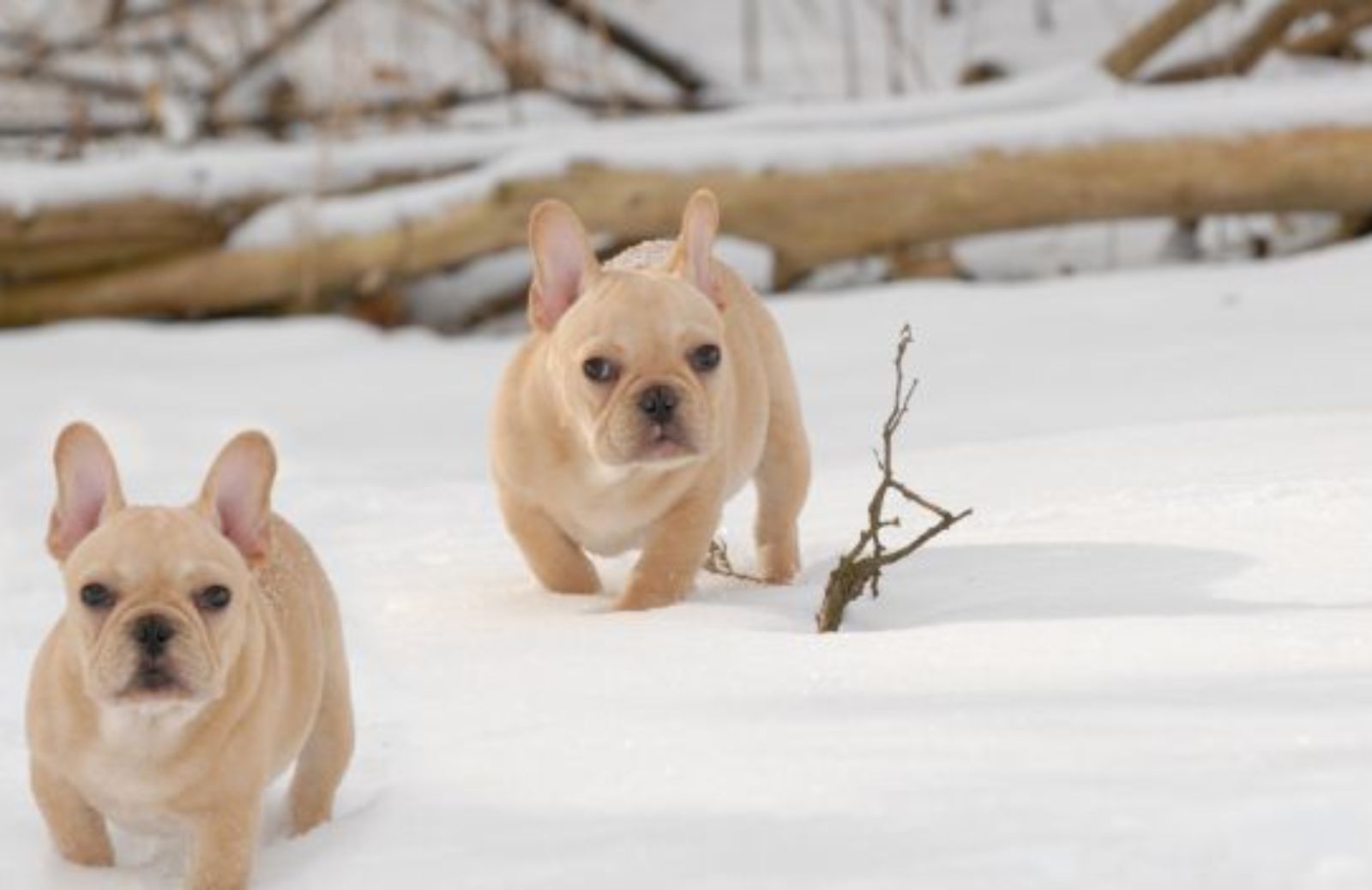 Come difendere il tuo cane dal freddo