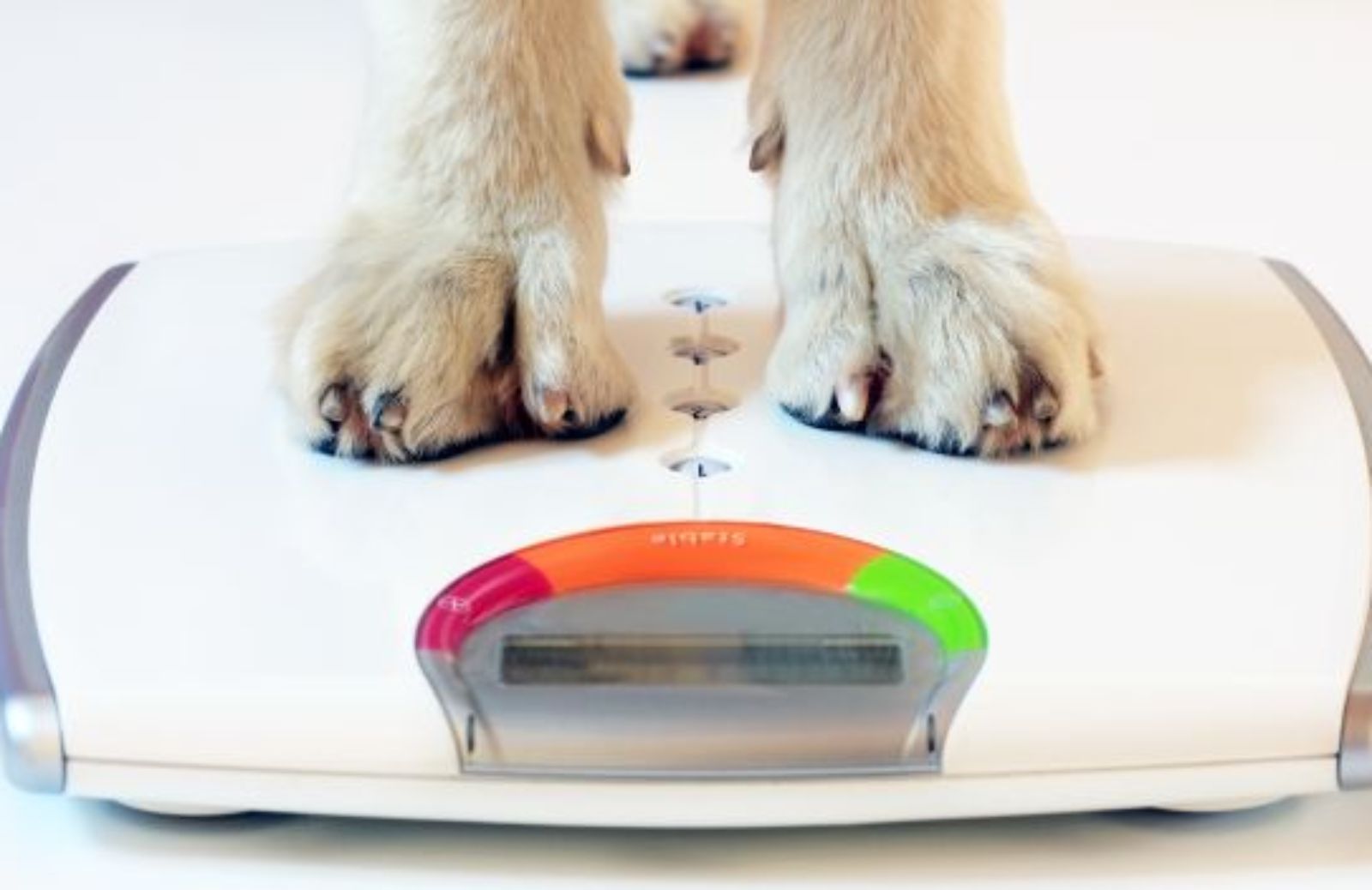 Come far dimagrire un cane in sovrappeso: la dieta