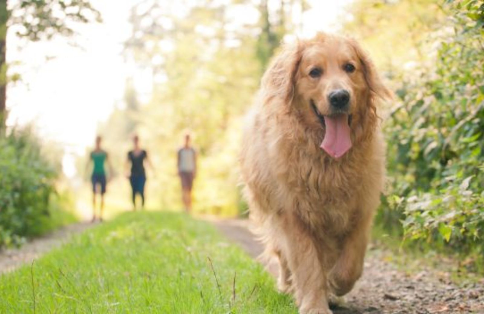 Come far dimagrire un cane sovrappeso: l’attività fisica