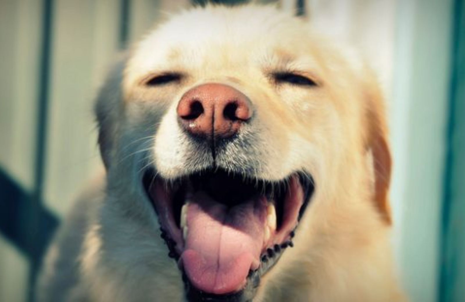 Come far felice un cane in quattro mosse