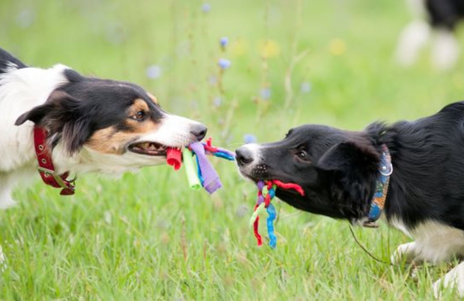 Come far giocare due cani al tiro alla fune