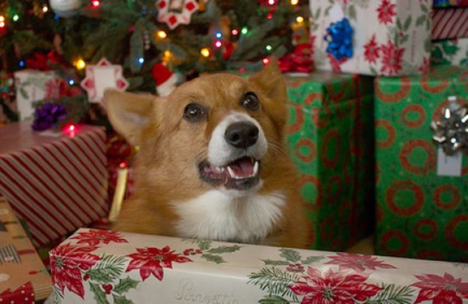 Come fare un albero di Natale con un cane in casa