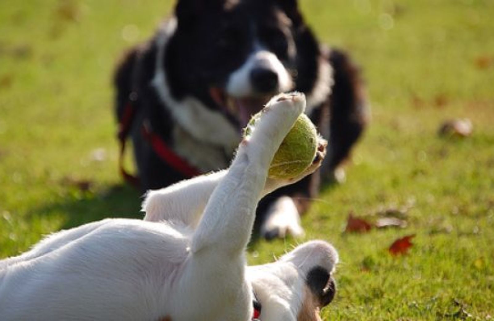 Come giocare a bowling col cane