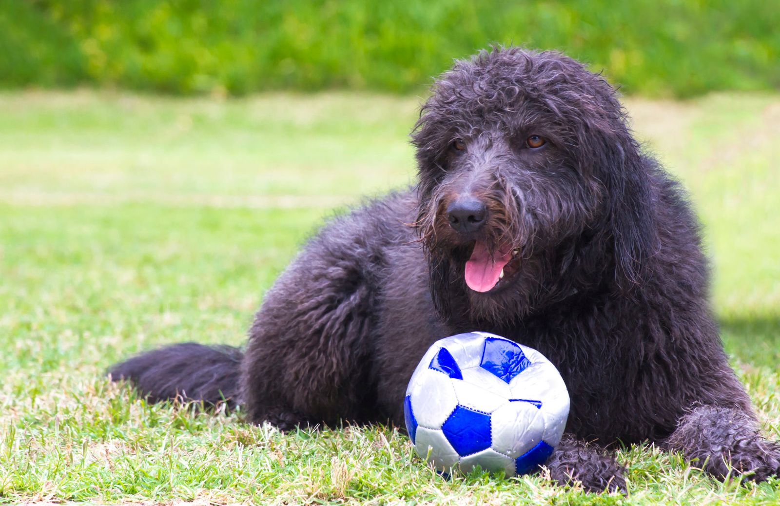 Come giocare a calcio con il vostro cane