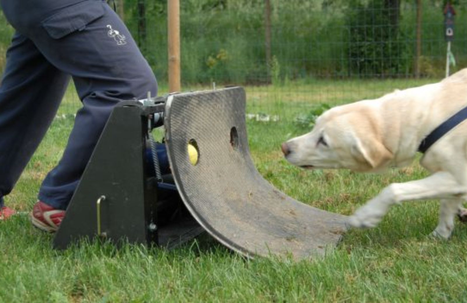 Come giocare a flyball con il cane