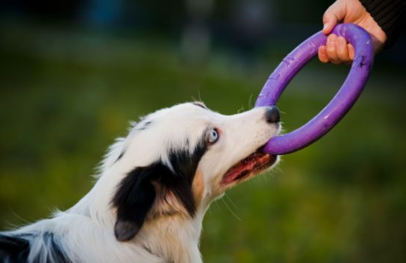 Come giocare al tiro alla fune col cane