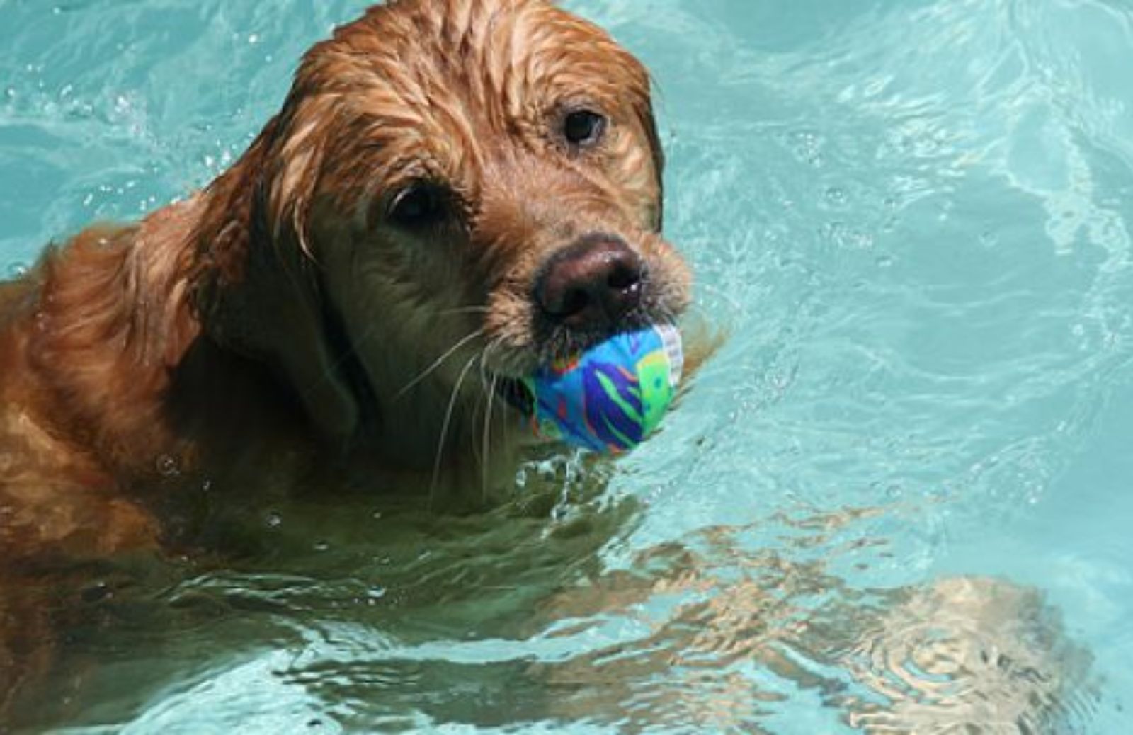 Come giocare in acqua col cane: i tuffi