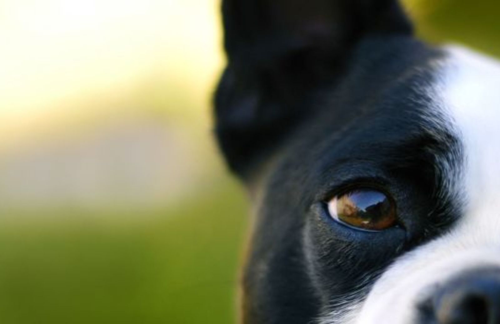 Come interpretare il linguaggio del corpo del tuo cane