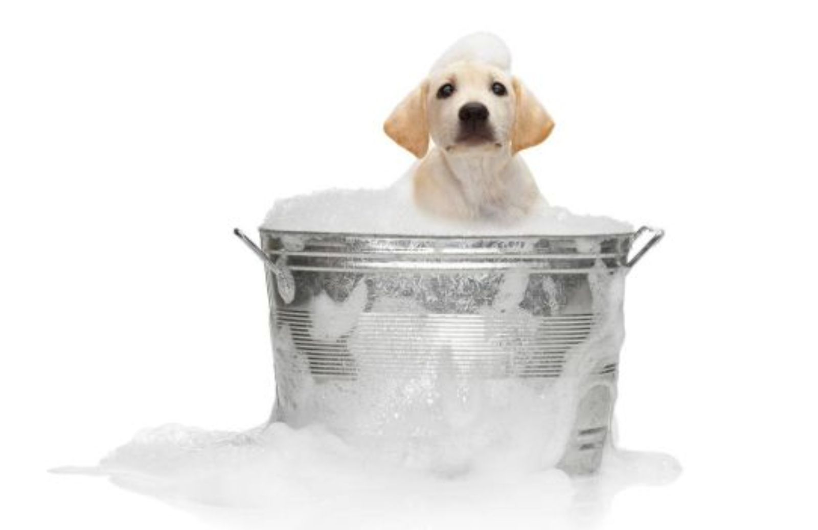 Come lavare il proprio cane