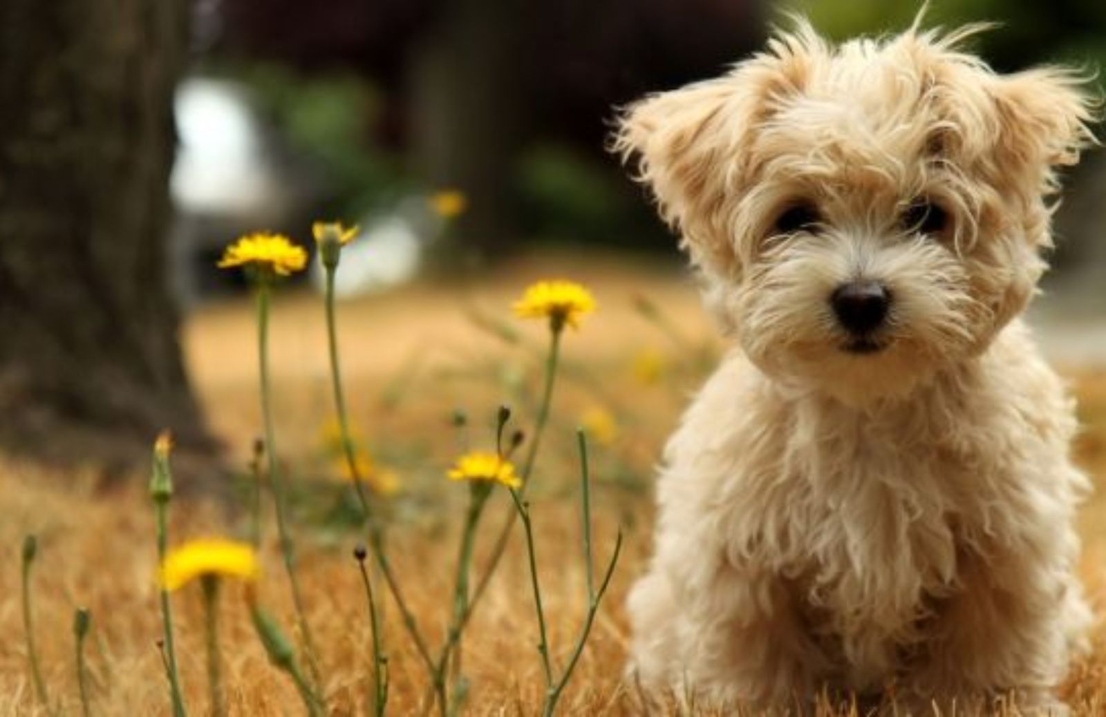 Come offrire un'alimentazione corretta ad un cane di piccola taglia