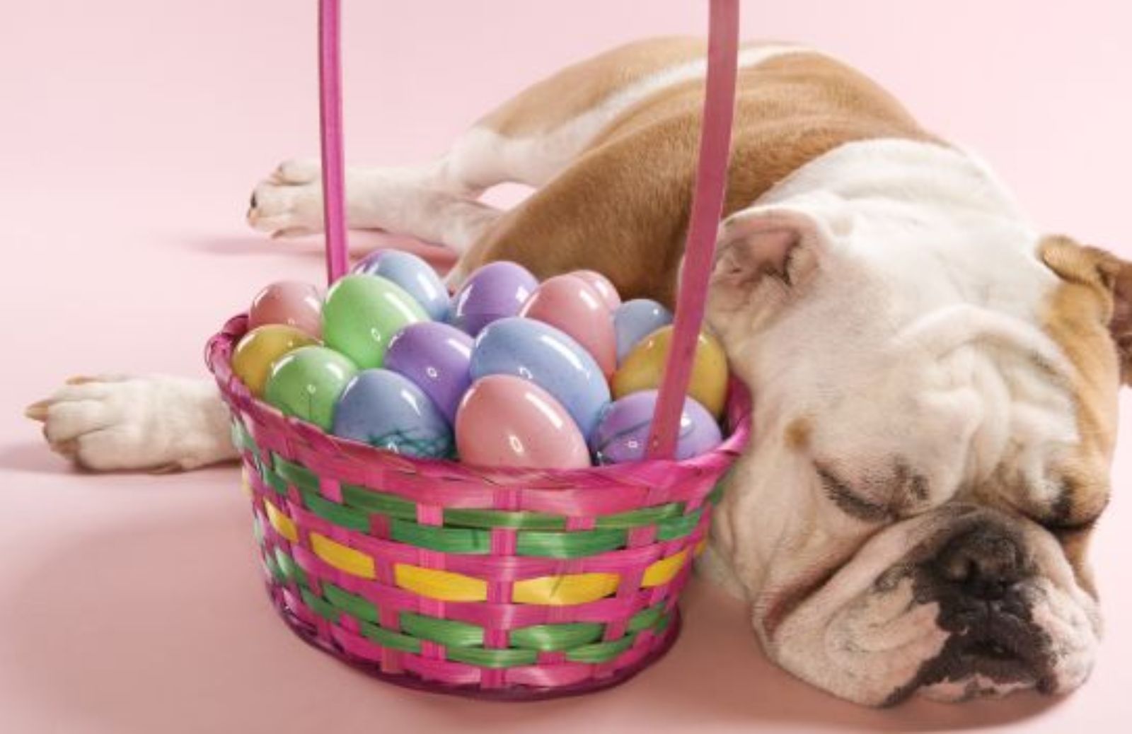 Come partecipare al gioco delle uova di Pasqua insieme al nostro cane