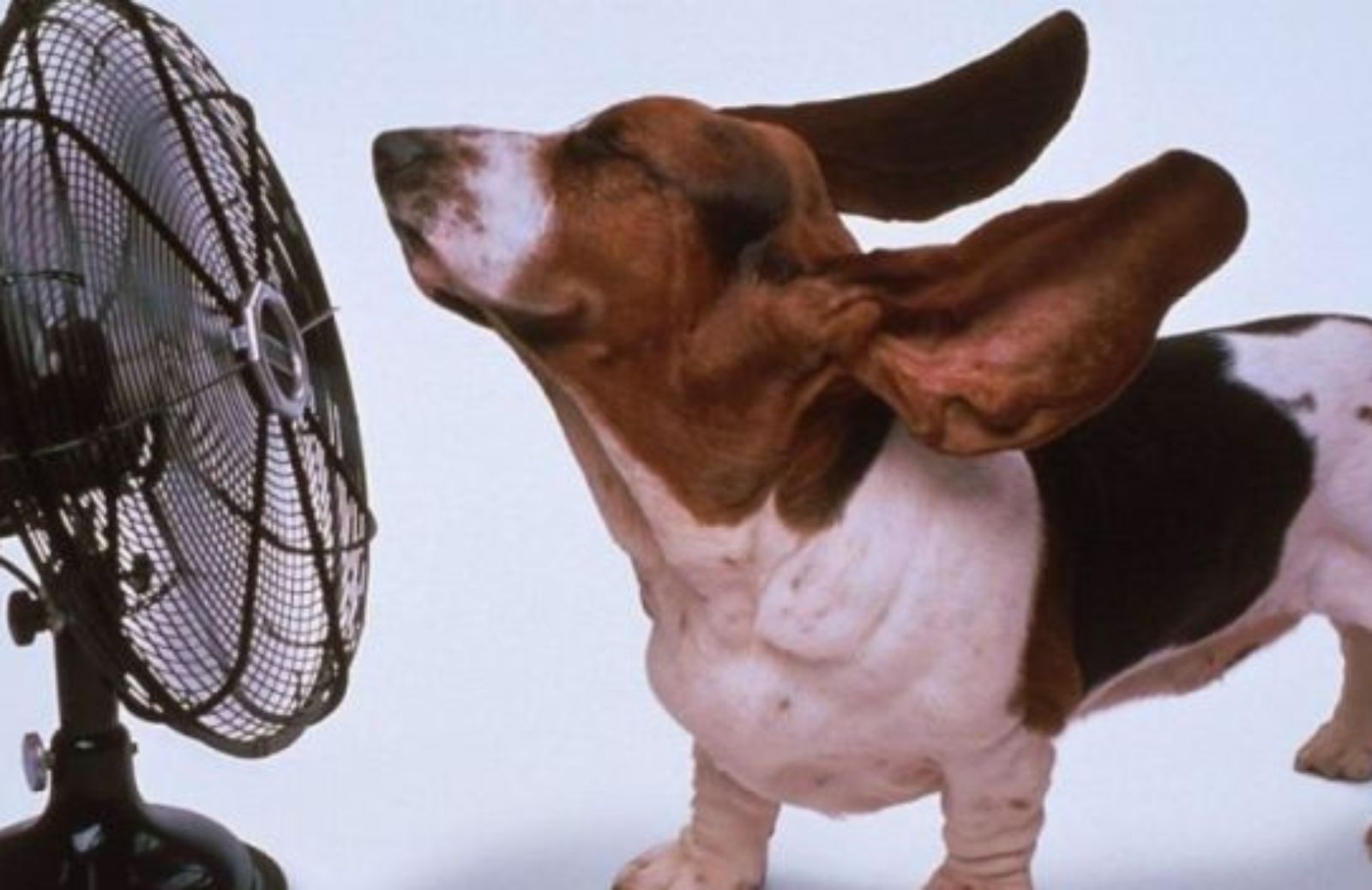 Come proteggere dal caldo i nostri cani e gatti
