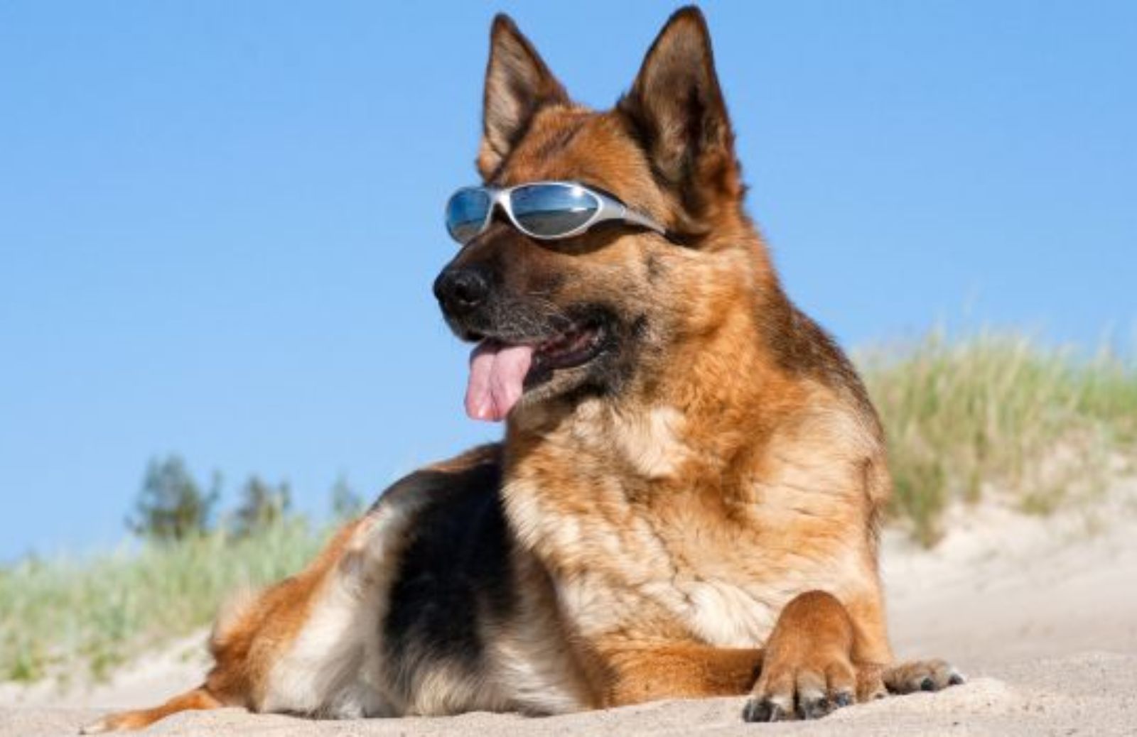 Come proteggere gli occhi del cane dal sole