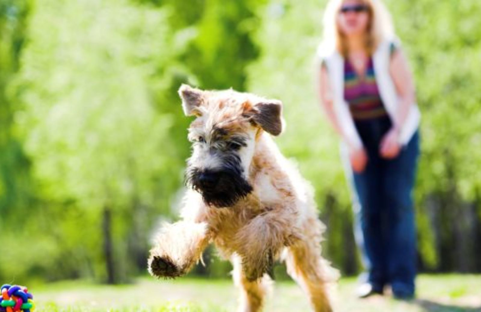 Come proteggere il tuo cane dalla Leishmaniosi canina