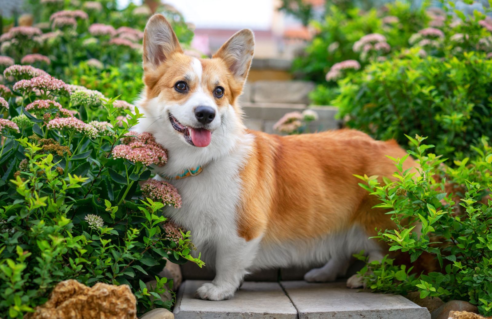 Come scegliere i premi per l’addestramento del tuo cane