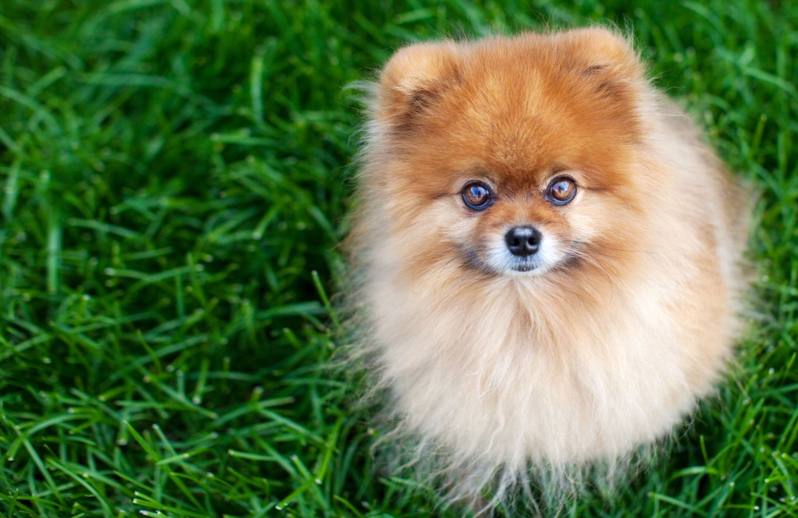 Come scegliere il tuo cane di piccola taglia