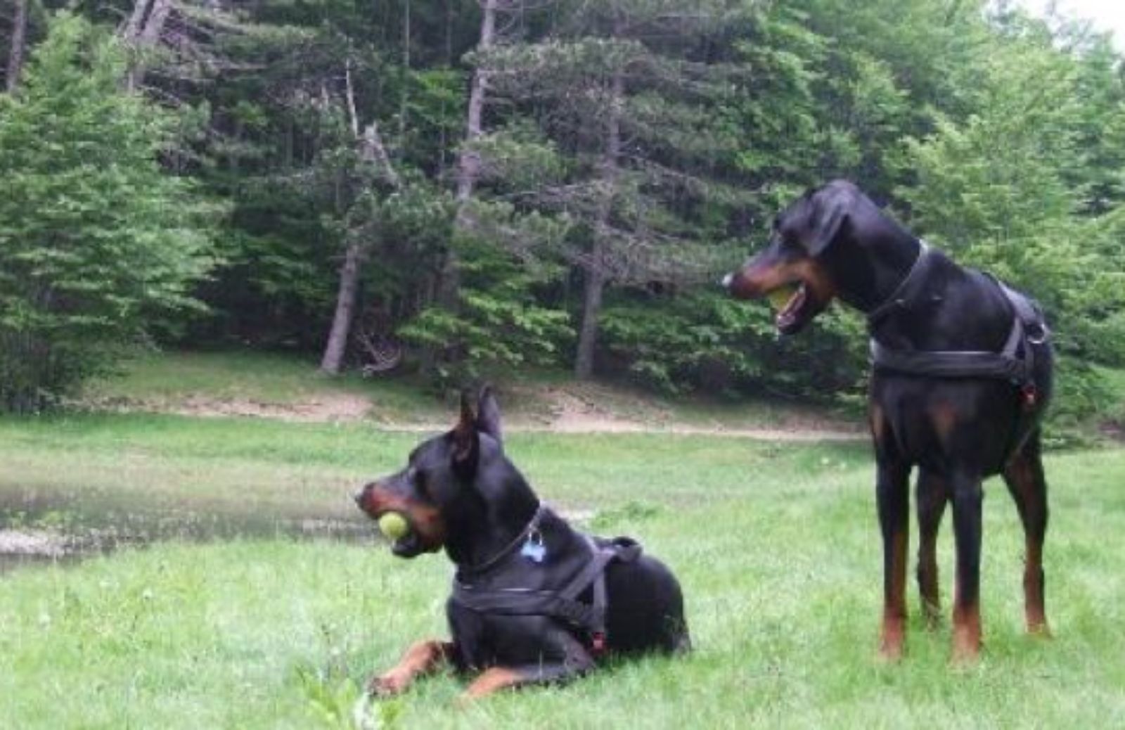 Come scegliere la pettorina per il nostro cane