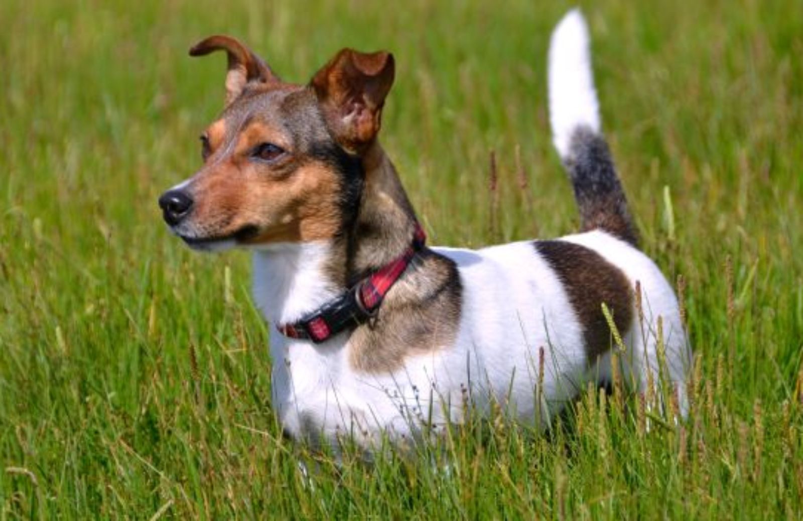 Come scegliere un cane di razza: il Jack Russell