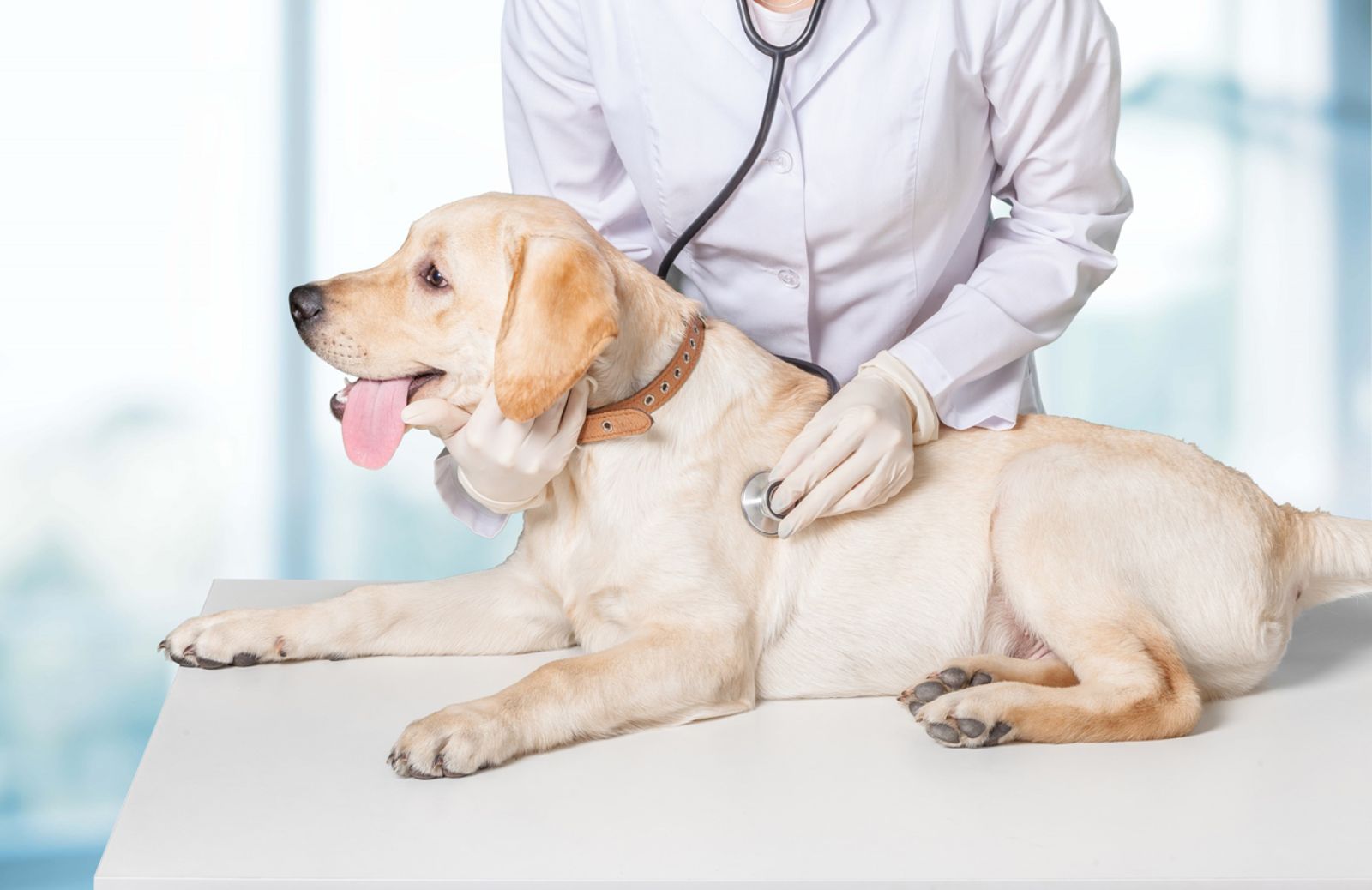 Come si manifesta la filariosi nel cane