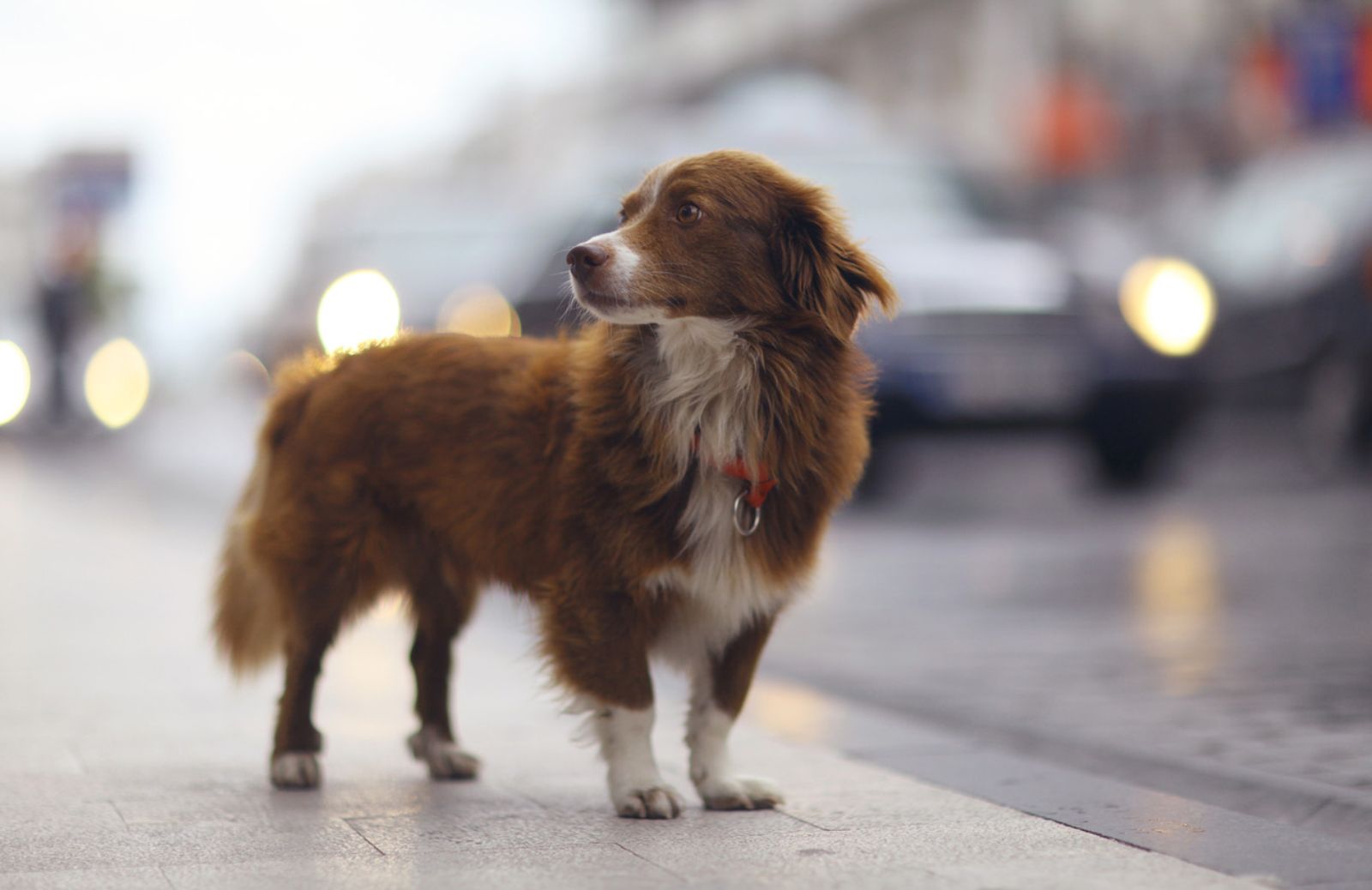 Come soccorrere un cane abbandonato