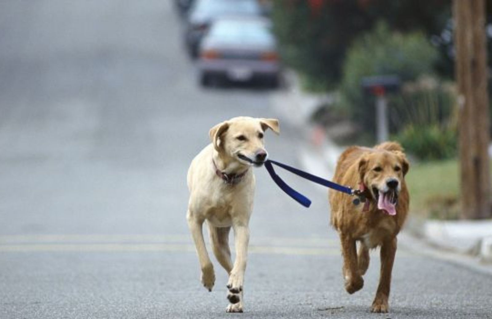 Come soccorrere un cane in caso di incidente