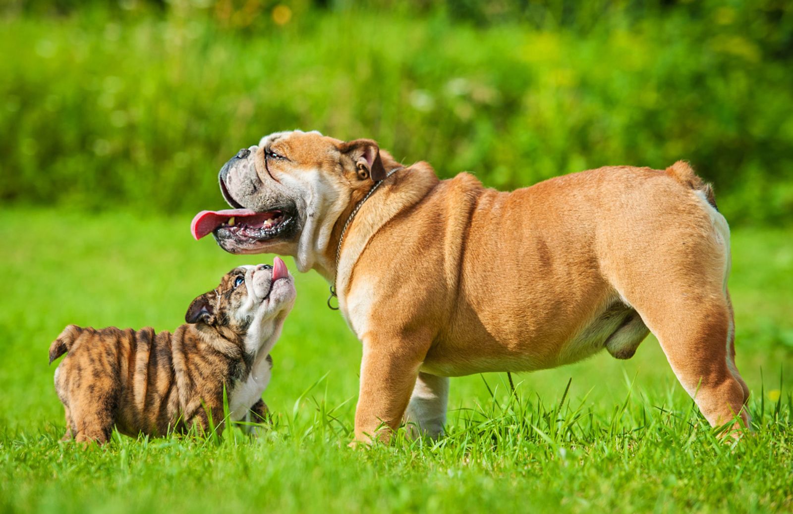 Cuccioli di cane: la convivenza con un cane più anziano