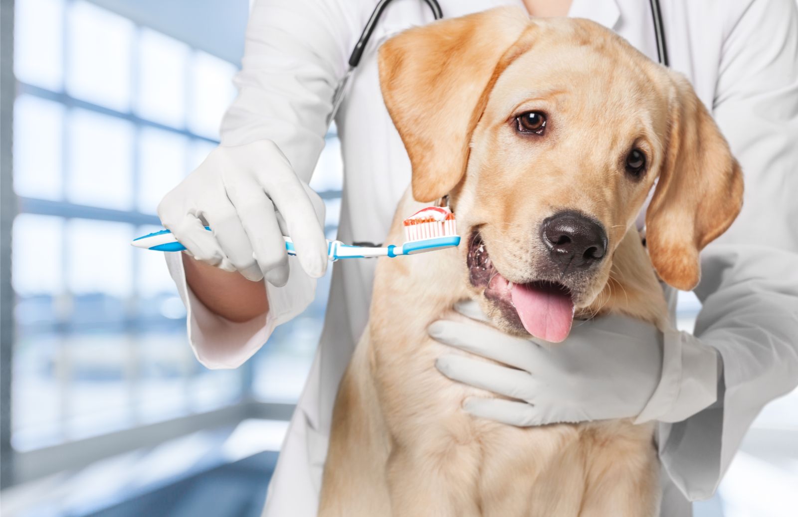Dentizione del cane: l'importanza dell'igiene orale nei cuccioli