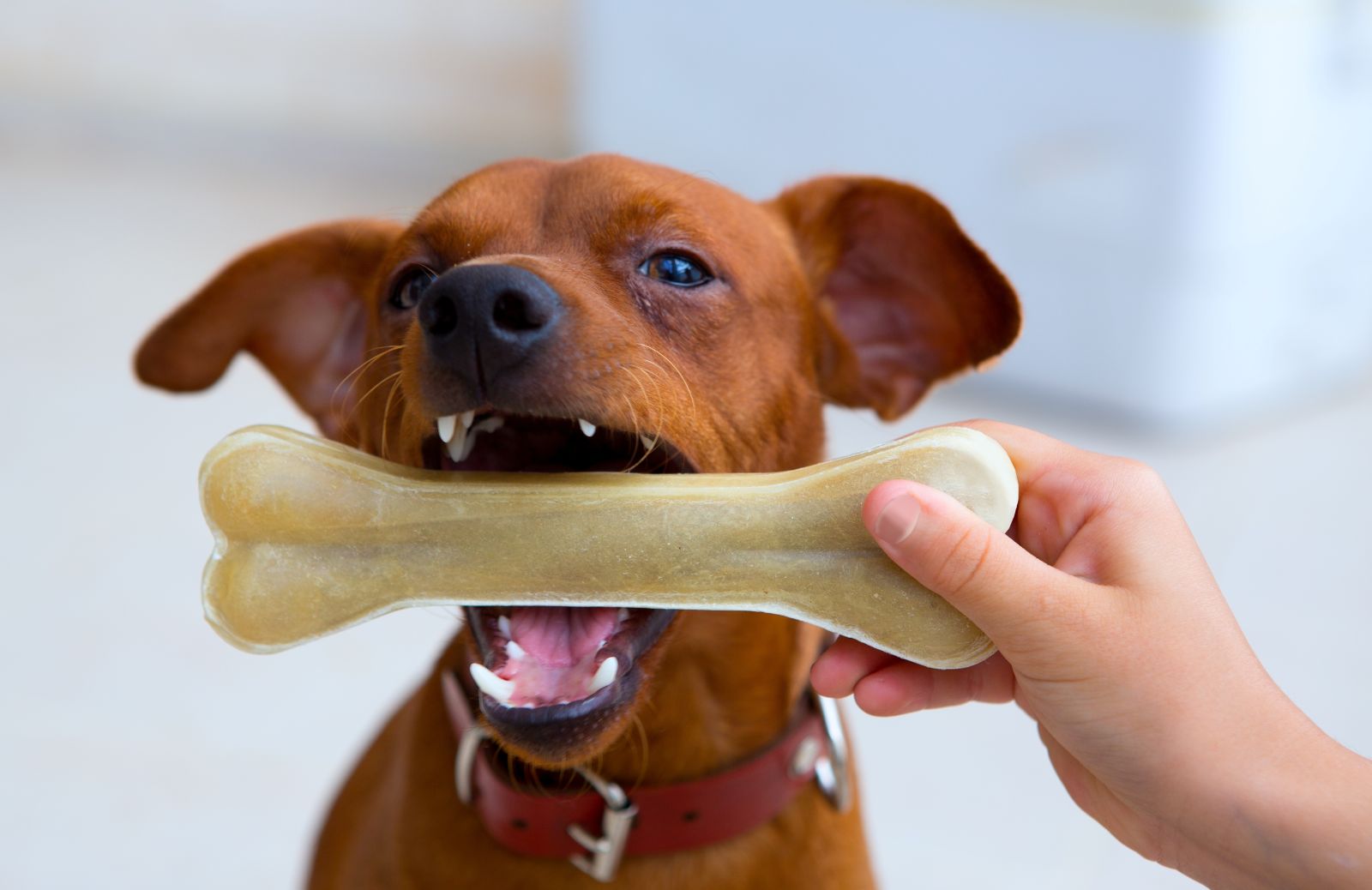 Dentizione del cane cucciolo: tutto quello che c'è da sapere