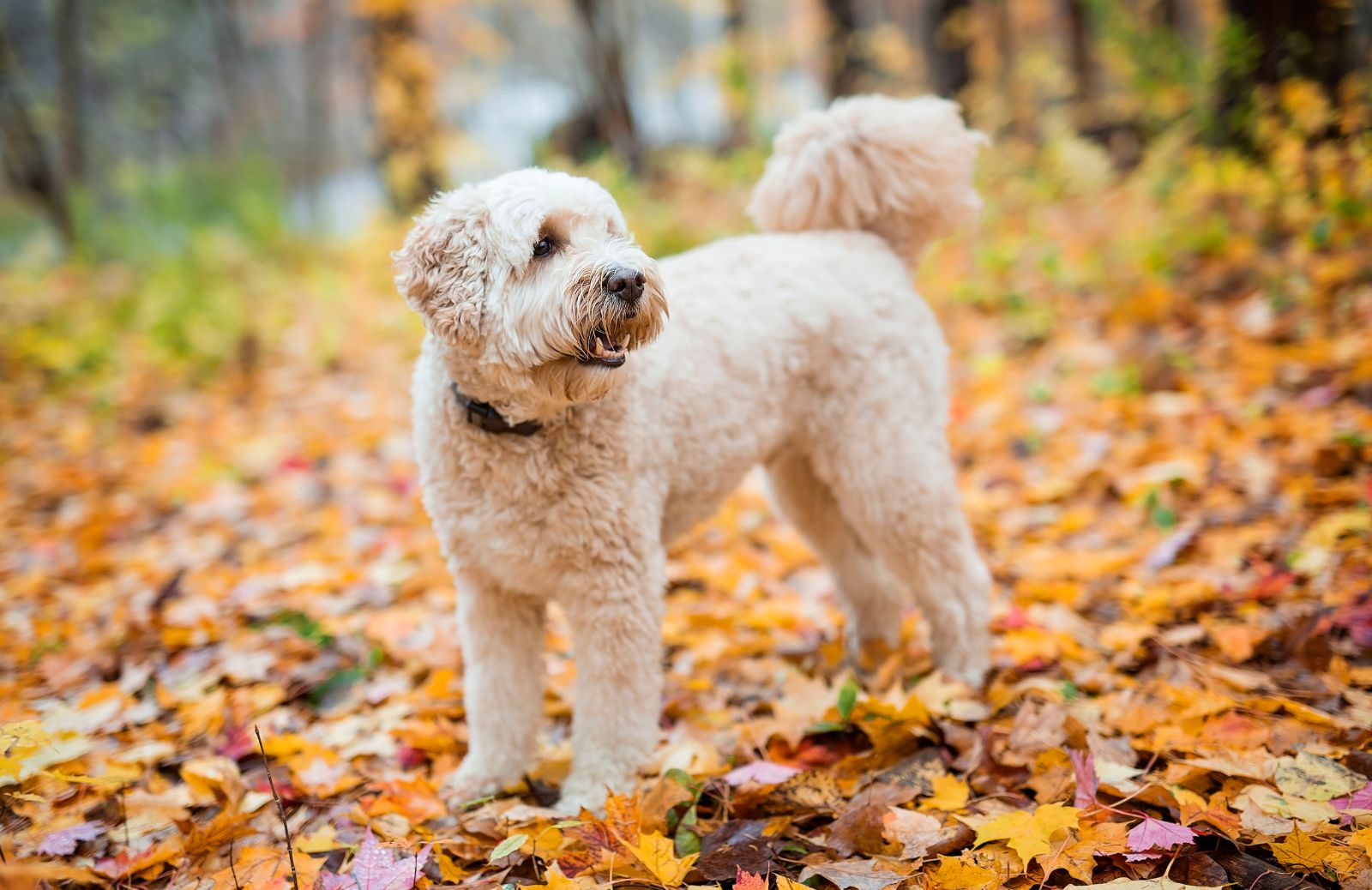 Goldendoodle: le principali caratteristiche