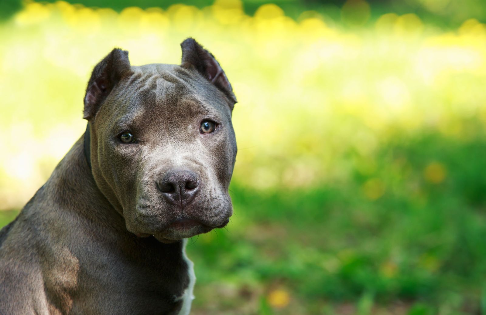 Grigio, blu, nero: tutti i colori dell’Amstaff