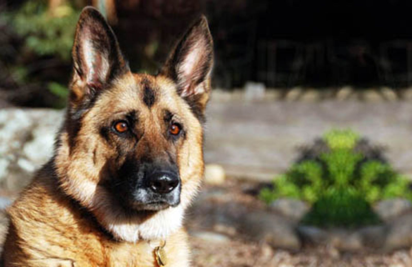 Il Pastore tedesco resta il preferito tra i cani di razza