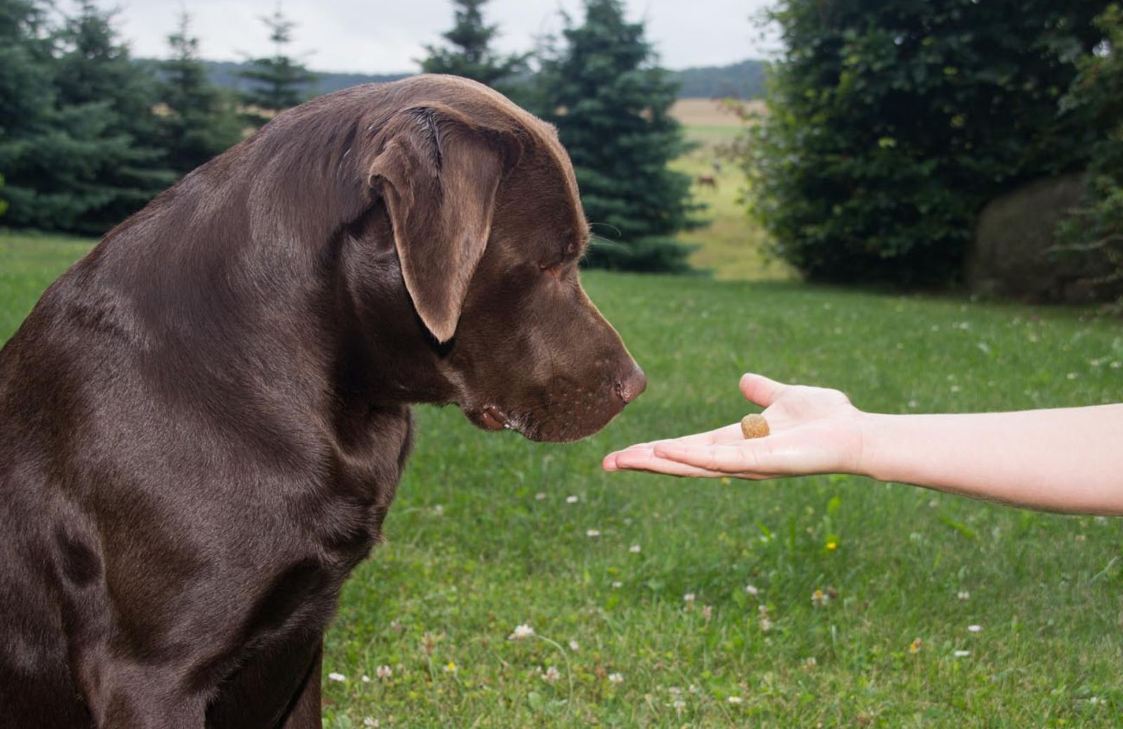 Il fiuto dei cani contro le bugie