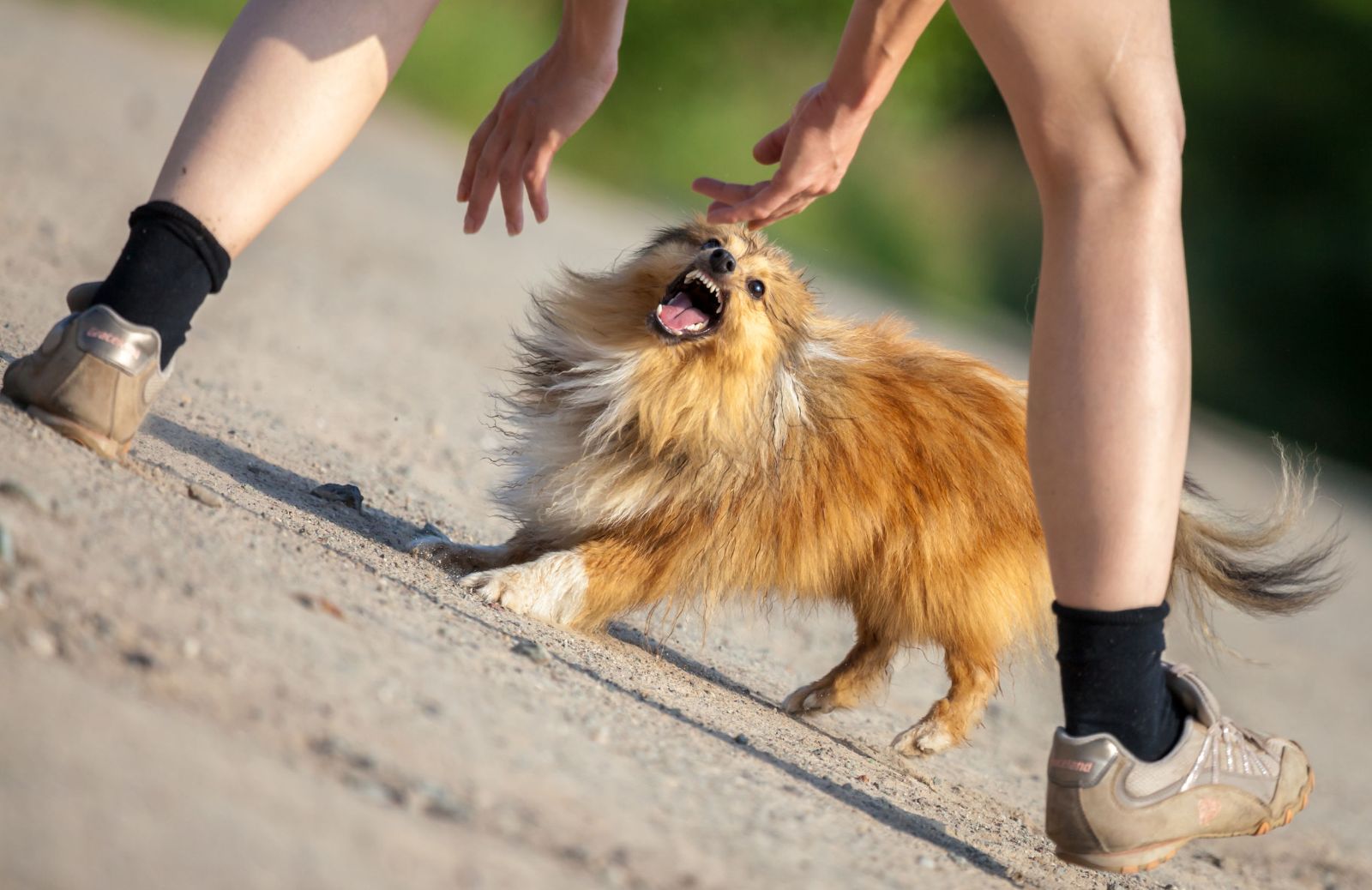 Il tuo cane ha morso una persona: e ora?