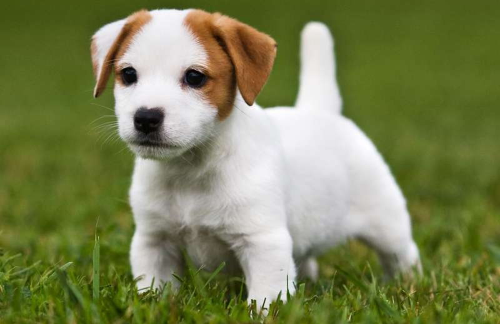 Jack Russell: come ottenere il pedigree