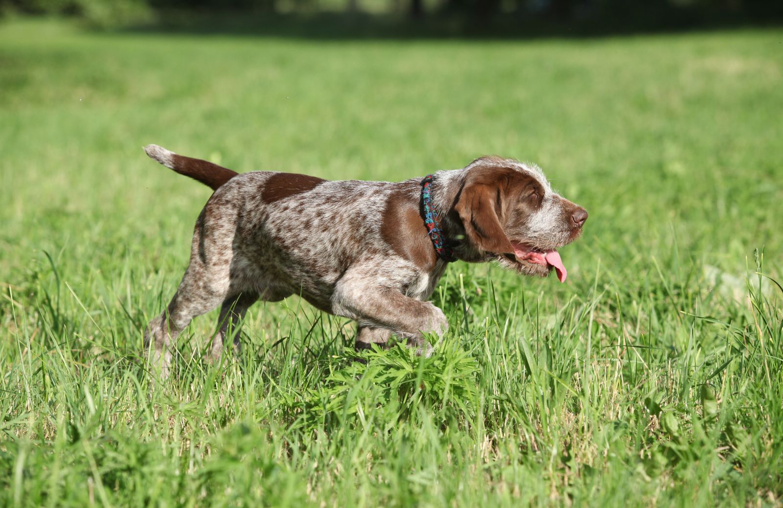 Le caratteristiche dello Spinone Italiano