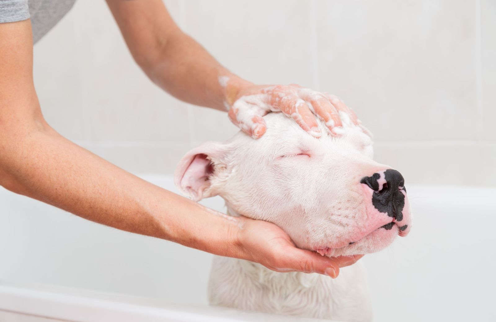 Le caratteristiche di un cane albino