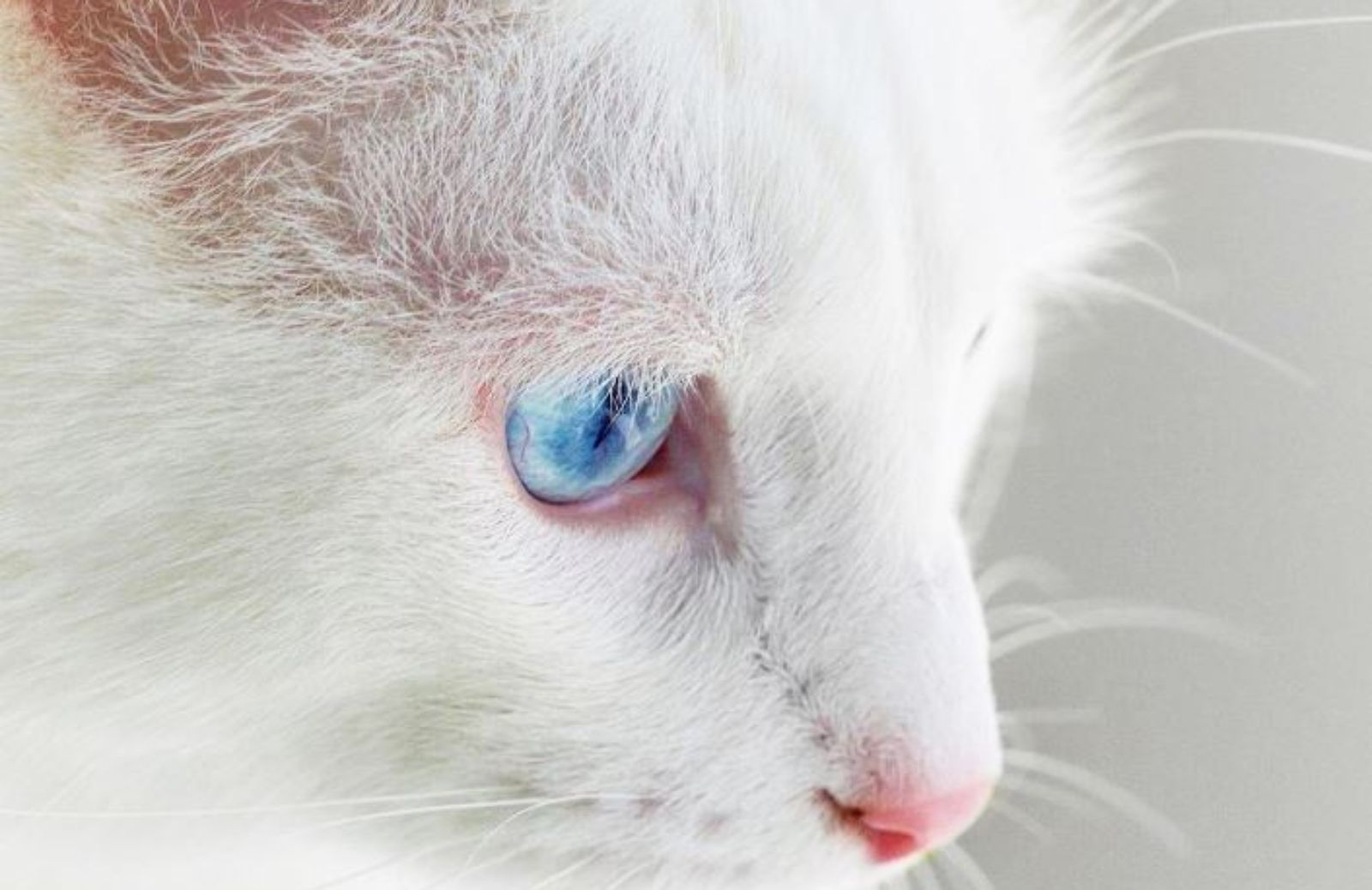 Le caratteristiche di un gatto albino