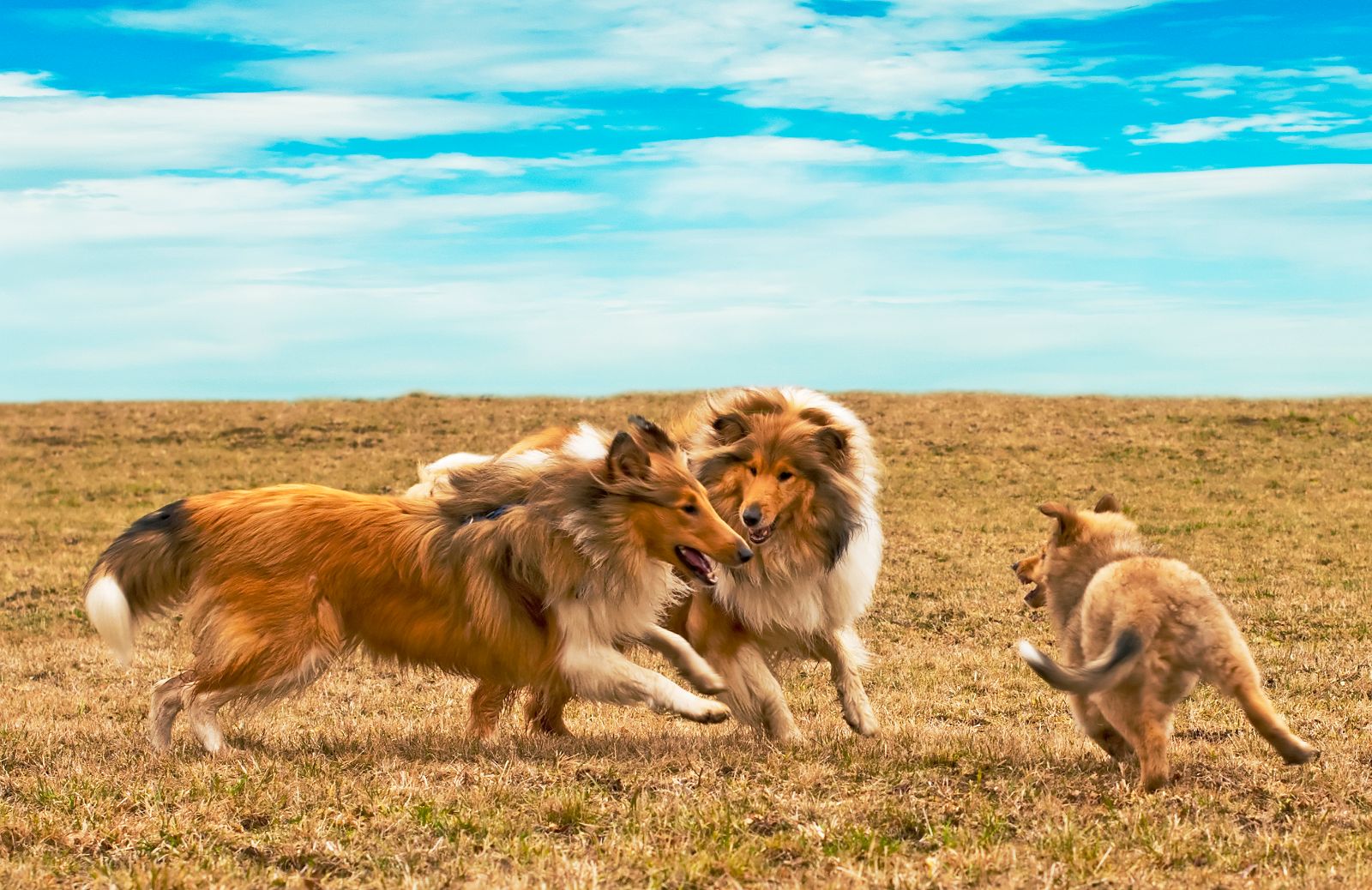 Linguaggio del cane: i principali segnali calmanti 