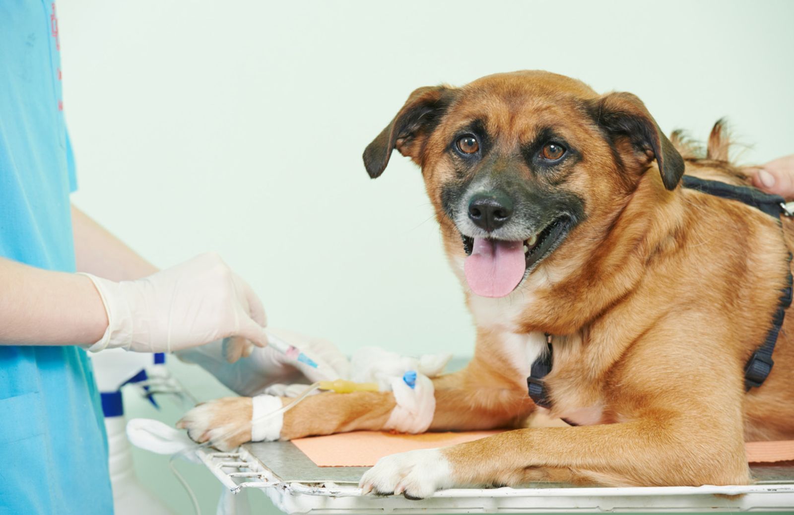 Nasce in Italia la prima banca dati di cani donatori di sangue 