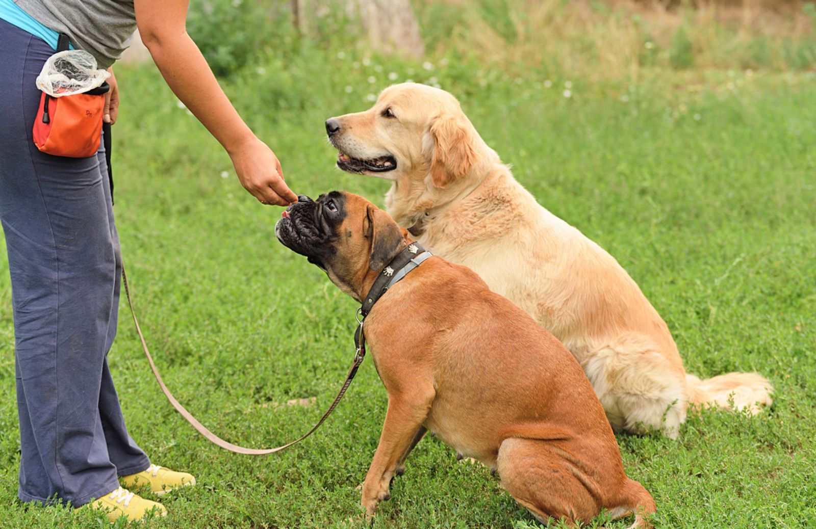 Percorsi online per i proprietari di cani