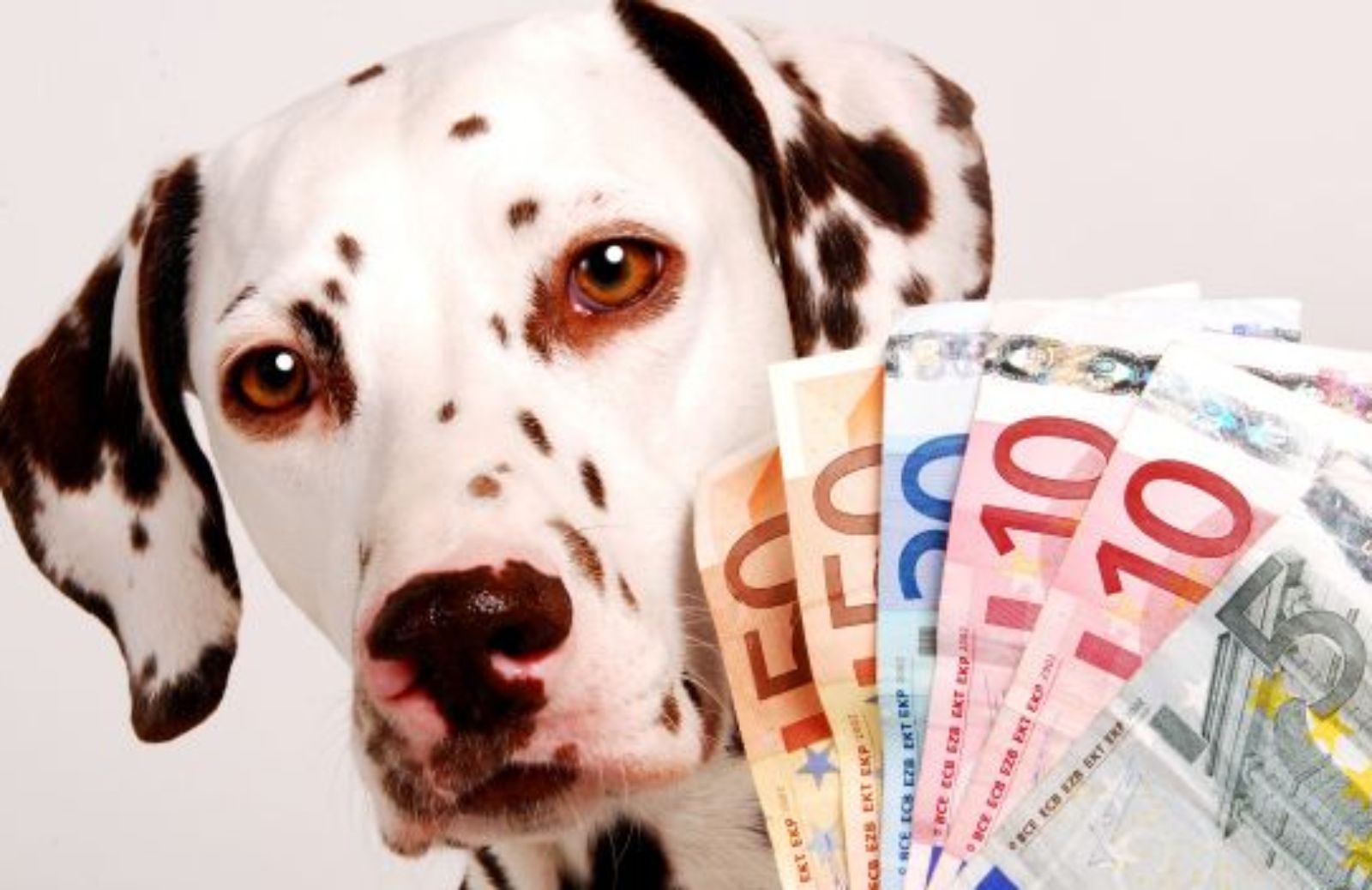 Quanto costa mantenere un cane? Le spese da sostenere