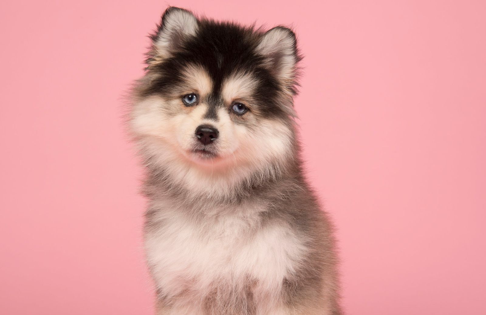 Razze canine: caratteristiche del Pomsky