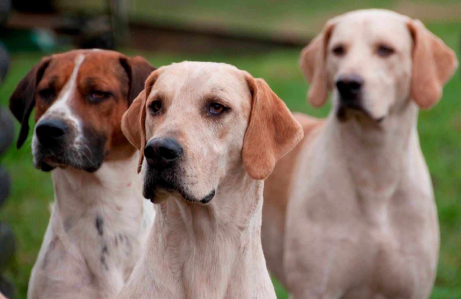 Razze di cani: le caratteristiche dei cani da caccia