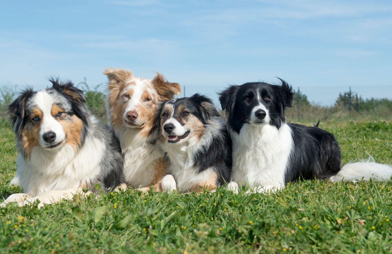 Razze di cani: le caratteristiche dei cani pastore