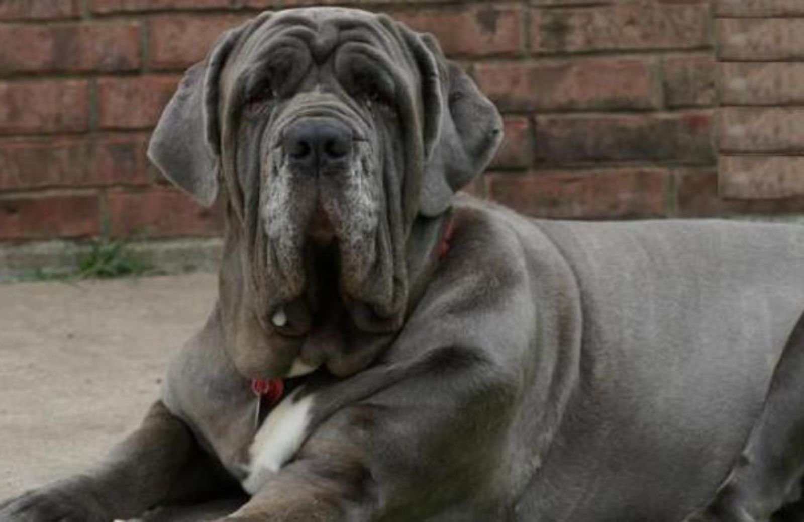 Stop ai tagli estetici sul mastino napoletano e sul cane corso