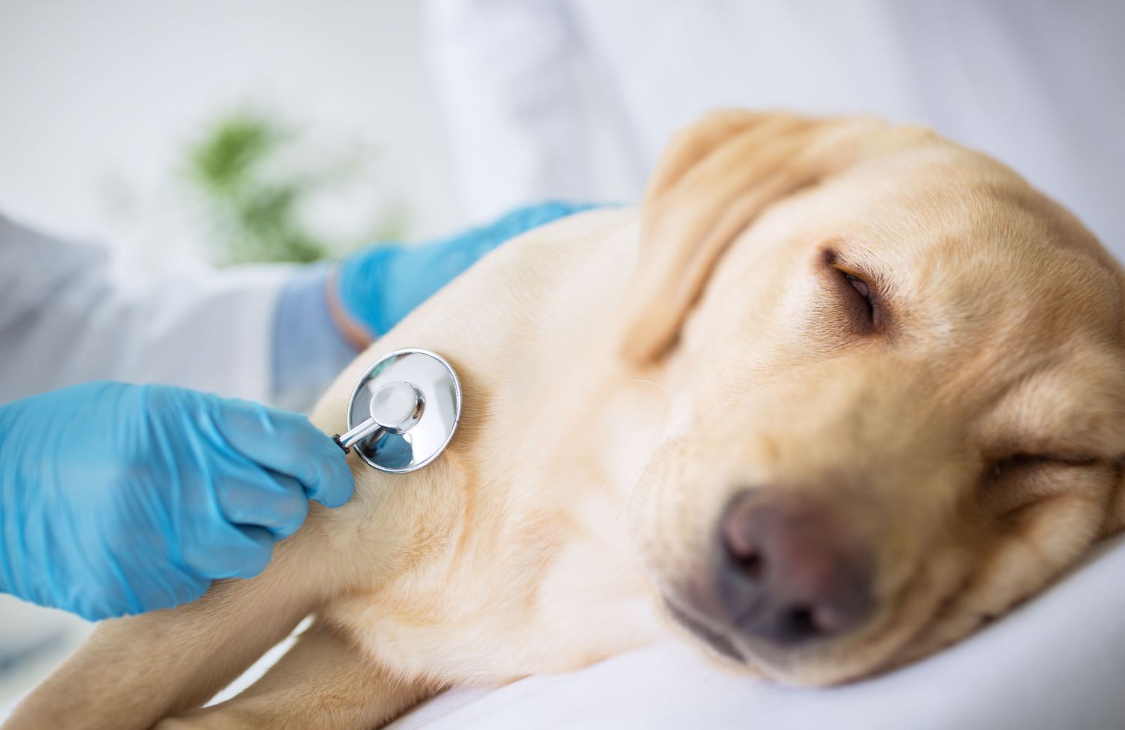 Torsione gastrica nel cane: cos'è, quali sono i sintomi e come prevenirla