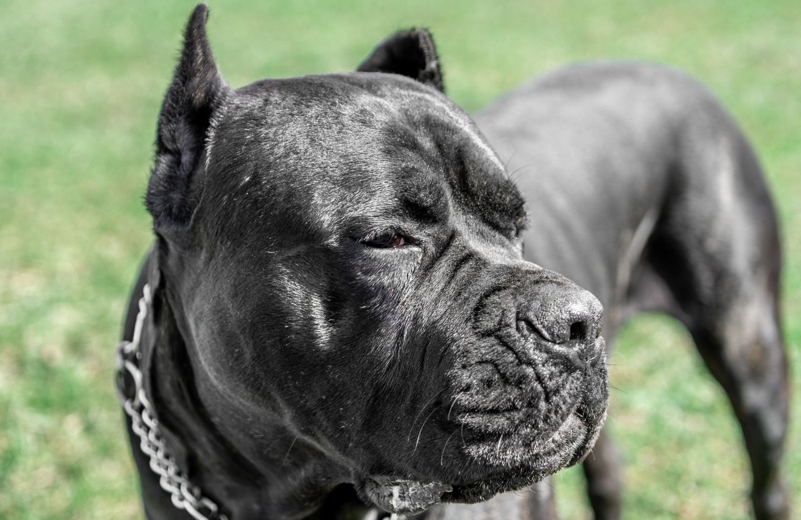 Tutto sul cane corso italiano: origini, caratteristiche e prezzo