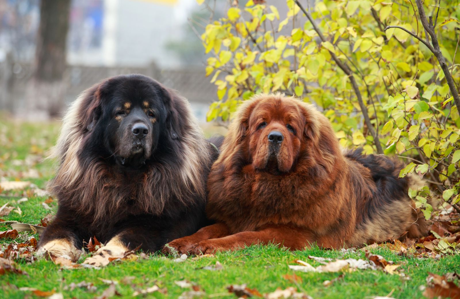 Tutto sul mastino tibetano, gigante a quattro zampe